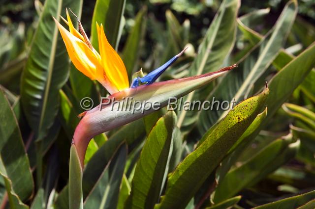 madere 31.JPG - Oiseau de paradis, fleur de Strelitzia, Strelitziaceae, Funchal, Madère, Portugal